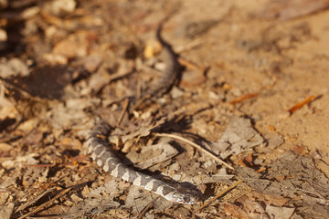A dead baby copperhead snake on a hiking trail in North Carolina.