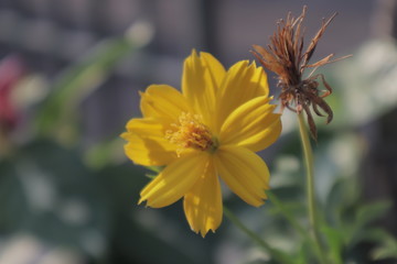 yellow flower