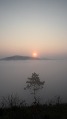 the mist cover hills and lonely pine tree with dense fog and light background at sunrise