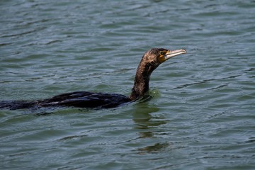 cormoran, phalacrocoracidae