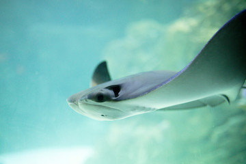 Cownose Ray swimming in blue waters at the Aquarium