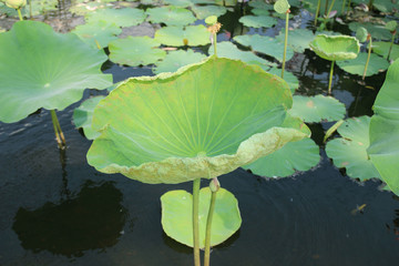 lotus leaves and flowers in the pond