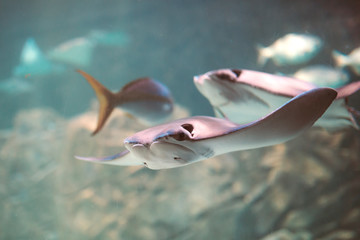 Cownose Ray swimming in blue waters at the Aquarium
