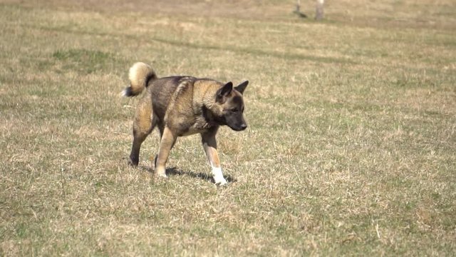 american akita inu
