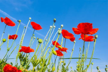 closeup red poppy field on a blue sky background