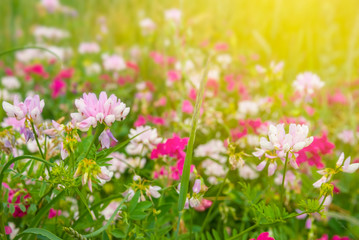 Obraz na płótnie Canvas beautiful closeup flowers in a prairie