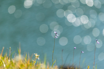 Fototapeta premium 春のマクロな風景と背景のボケ