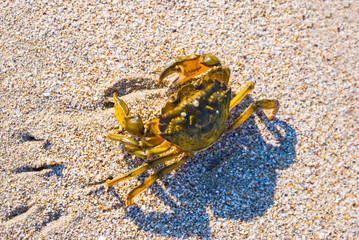 sea crab crawling by a sandy beach
