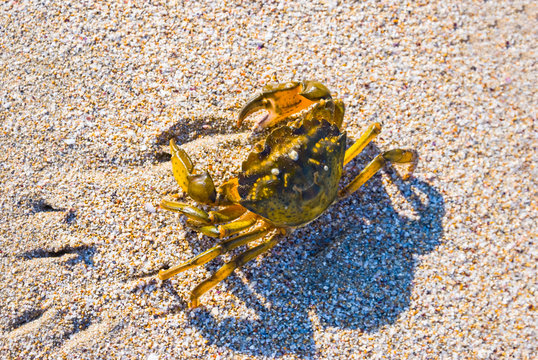sea crab crawling by a sandy beach