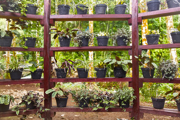 Potted seedlings on shelves.