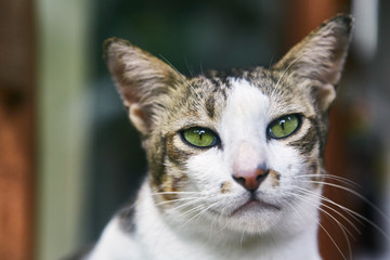 Naklejka na ściany i meble Two-tone Indonesian cat. Pet. Close-up
