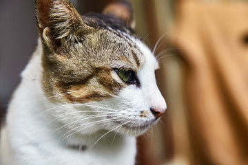 Two-tone Indonesian cat. Pet. Close-up