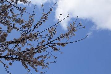 日本　与野公園の桜