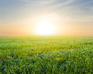 beautiful green rural field at the sunset