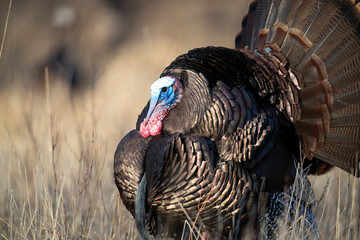 Close-up of a strutting wild turkey during breeding season.