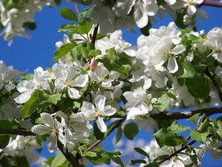 blooming apple tree in spring