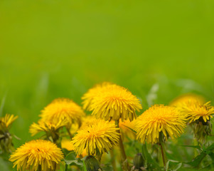closeup yellow dandelion flowers in a green grass