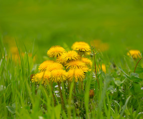 beautiful yellow dandelion flowers in a grass