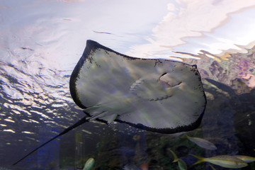 Roughtail Ray swimming in blue waters at the Aquarium