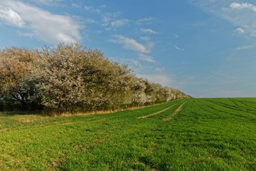 Feld mit blühenden Büschen nahe erfurt