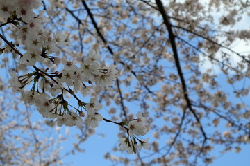 日本　与野公園の桜