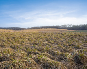 Fototapeta premium grassland, prairie at the early morning