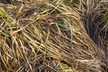 closeup dry grass , natural background