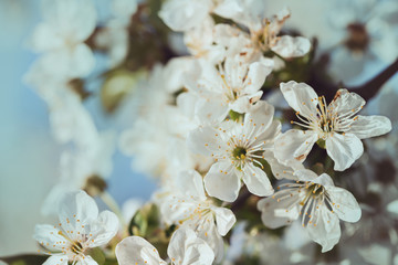 background blooming cherry