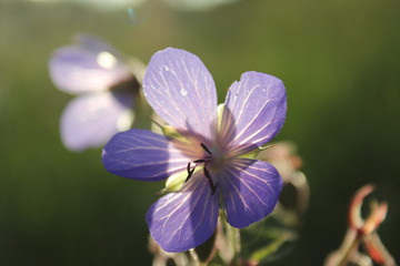 purple flower