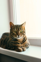 cat with an interested look sits on windowsill. Breed is a Begalese cat with yellow-green eyes.