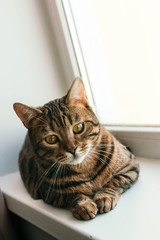 cat with an interested and frightened look sits on windowsill. Breed is a Begalese cat with yellow-green eyes.