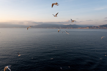 Fototapeta na wymiar seagulls flying in the Mediterranean sea with background of sky and clouds