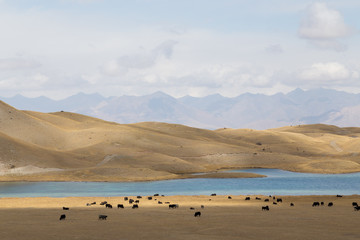 Fototapeta na wymiar Grazing Yaks at Tulpar Lake in South Kyrgyzstan