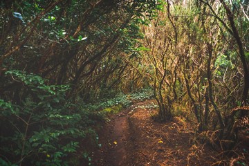 forest in Anaga rural park, Tenerife