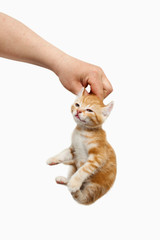 Hand of a man who holds a red little kitten by the withers