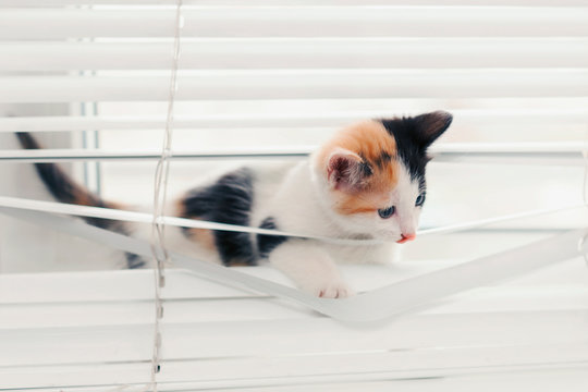 Funny kitten tangled in the blinds playing on the window