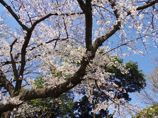 綺麗な桜