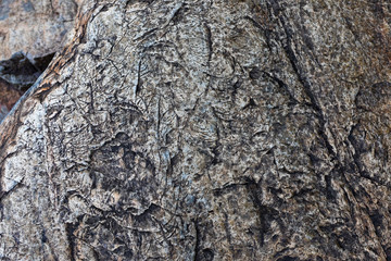 Texture of a stone