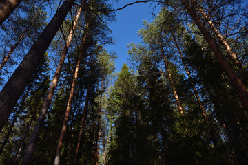 Obraz premium Taiga forest on a sunny spring day. Trees, tree branches snatched from the shadows by the sun's rays.