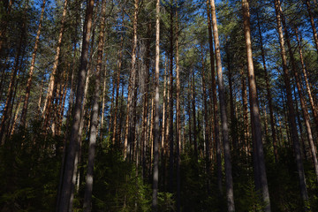 Taiga forest on a sunny spring day. Trees, tree branches snatched from the shadows by the sun's rays.