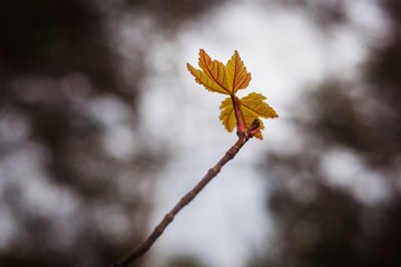 A budding maple leaf in spring.