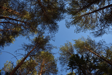 Fototapeta premium Taiga forest on a sunny spring day. View of the sky through the branches and treetops.