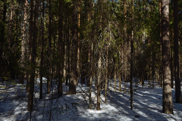 Fototapeta premium Taiga forest on a sunny spring day. Trees, tree branches snatched from the shadows by the sun's rays.