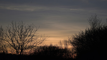 Sunrise with trees and plants