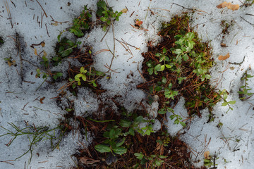 Taiga forest on a sunny spring day. Thawed patch with bushes of cranberries on it.