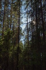 Taiga forest on a sunny spring day. Trees, tree branches snatched from the shadows by the sun's rays.