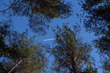 Taiga forest on a sunny spring day. View of the sky through the branches and tops of trees and flying between them plane.