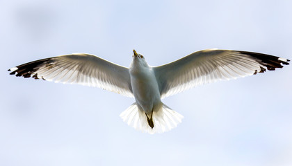 Seagull flying