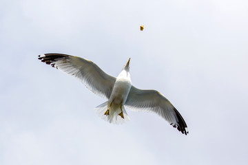 Seagull flying