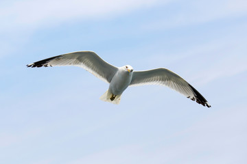 Seagull flying